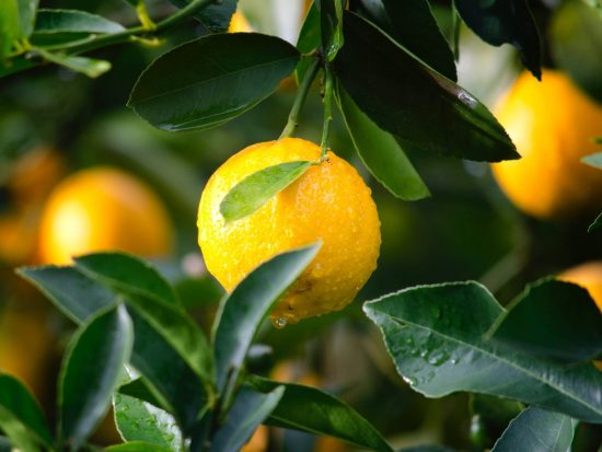 A glistening orange waiting to be picked off of a tree.