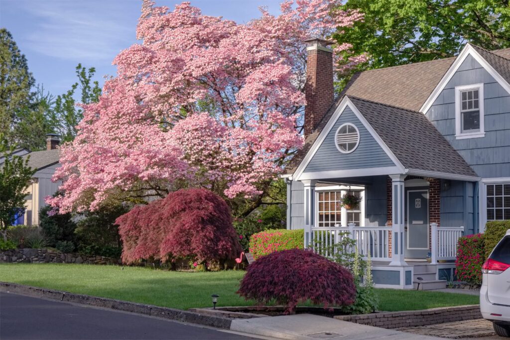 A charming blue house with white trim sits behind a well-kept lawn, surrounded by flowering trees and shrubs, including a large tree with pink blossoms and red-leafed bushes, on a sunny day.