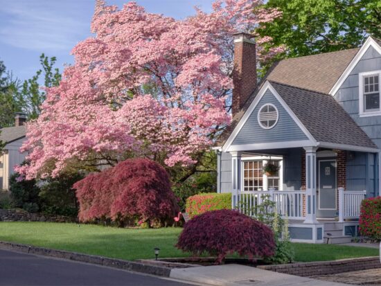 A charming blue house with white trim sits behind a well-kept lawn, surrounded by flowering trees and shrubs, including a large tree with pink blossoms and red-leafed bushes, on a sunny day.